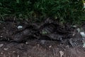 Footprints on ground with mud Royalty Free Stock Photo