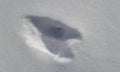 Footprints of a hare Royalty Free Stock Photo