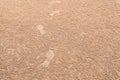 Footprints on horizontal landscape hole of Ocypode ceratophthalma crab on a sandy beach use for background Royalty Free Stock Photo