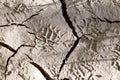 Footprints of human footsteps on broken and dry ground Royalty Free Stock Photo