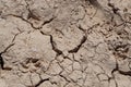 The footprints of hyena on the dryed soil