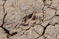 The footprints of hyena on the dryed soil