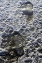 Footprints in ice Royalty Free Stock Photo