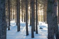 Footprints lead through powdery snow in the forest of Mountain National Park Royalty Free Stock Photo