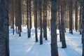 Footprints lead through powdery snow in the forest of Mountain National Park Royalty Free Stock Photo