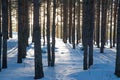 Footprints lead through powdery snow in the forest of Mountain National Park Royalty Free Stock Photo