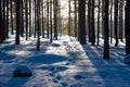 Footprints lead through powdery snow in the forest of Mountain National Park Royalty Free Stock Photo