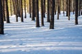 Footprints lead through powdery snow in the forest of Mountain National Park Royalty Free Stock Photo