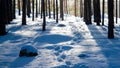 Footprints lead through powdery snow in the forest of Mountain National Park Royalty Free Stock Photo