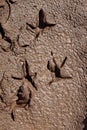 Footprints left by a bird in soft mud Royalty Free Stock Photo