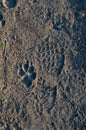 Footprints of man and dog on the ground Royalty Free Stock Photo