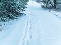 Footprints of a man walking in the snow of a winter forest Royalty Free Stock Photo