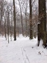 2167.Footprints of a man on white snow in the forest Royalty Free Stock Photo