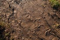 Footprints in mud Royalty Free Stock Photo