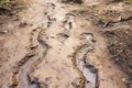 footprints on the muddy trail Royalty Free Stock Photo