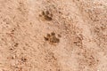 Footprints of Onca Pintada, Jaguar Panthera onca in the Brazilian Pantanal Royalty Free Stock Photo