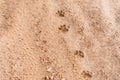 Footprints of Onca Pintada, Jaguar Panthera onca in the Brazilian Pantanal Royalty Free Stock Photo