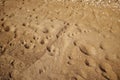 Footprints and paw prints in beach sand Royalty Free Stock Photo