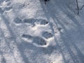 Footprints of paws of the European hare or brown hare (Lepus europaeus)