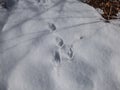 Footprints of paws of the European hare or brown hare (Lepus europaeus) on ground covered with snow in winter Royalty Free Stock Photo