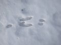 Footprints of paws of the European hare or brown hare (Lepus europaeus) on ground covered with snow in winter