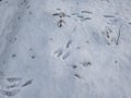 Footprints of paws of the European hare or brown hare (Lepus europaeus) on ground covered with snow in winter