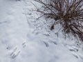 Footprints of paws of the European hare or brown hare (Lepus europaeus)