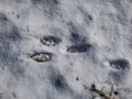 Footprints of paws of the European hare or brown hare (Lepus europaeus) on ground covered with white snow
