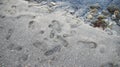 Footprints of people walking on the beach