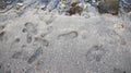 Footprints of people walking on the beach