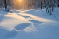 Footprints reflecting golden light of setting sun in winter forest Royalty Free Stock Photo