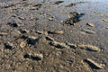 Footprints in the river mud. Royalty Free Stock Photo
