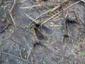 Footprints of roe deer (Capreolus capreolus) in mud in the ground. Tracks of animals on a walking trail in the Royalty Free Stock Photo