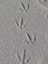 Footprints in sand Royalty Free Stock Photo