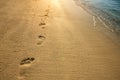 Footprints on sand along sea shore Royalty Free Stock Photo