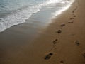 Footprints in the sand Royalty Free Stock Photo