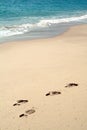 Footprints on sand in beach Royalty Free Stock Photo