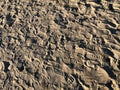 Footprints in the sand of the beach Royalty Free Stock Photo