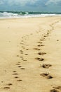 Footprints in sand on beach from man & pet dog Royalty Free Stock Photo