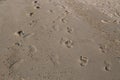 Footprints in the sand on the beach. Royalty Free Stock Photo