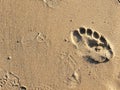 Footprints in sand on California beach in the summer. On a travel vacation, this could be used for traveling blogs, copy space. Royalty Free Stock Photo