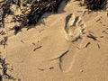 Footprints in sand on California beach in the summer. On a travel vacation, this could be used for traveling blogs, copy space. Royalty Free Stock Photo