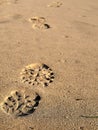 Footprints in sand on California beach in the summer. On a travel vacation, this could be used for traveling blogs, copy space. Royalty Free Stock Photo