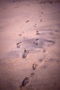 Footprints in the sand from children`s feet.