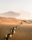 Footprints in the sand in the desert Royalty Free Stock Photo