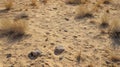 Footprints in the sand of a desert landscape Royalty Free Stock Photo