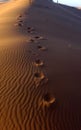 Footprints in the sand in the desert Sahara