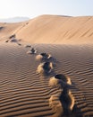 Footprints on sand in the desert Royalty Free Stock Photo