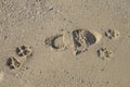 Footprints in the sand from the footsteps of man and dog