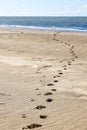 Footprints in the sand go a long way to the sea shore Royalty Free Stock Photo